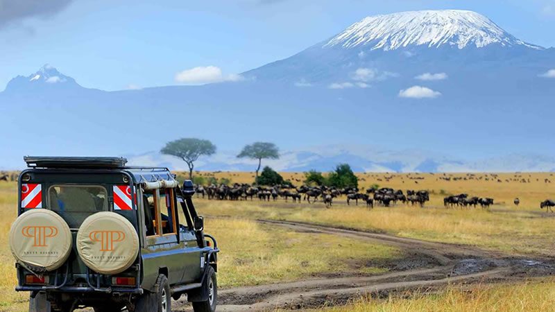 Game drives at Amboseli National Park